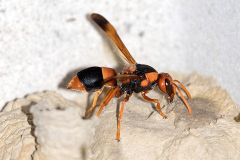 Potter Wasp (Abispa ephippium) (Abispa ephippium)